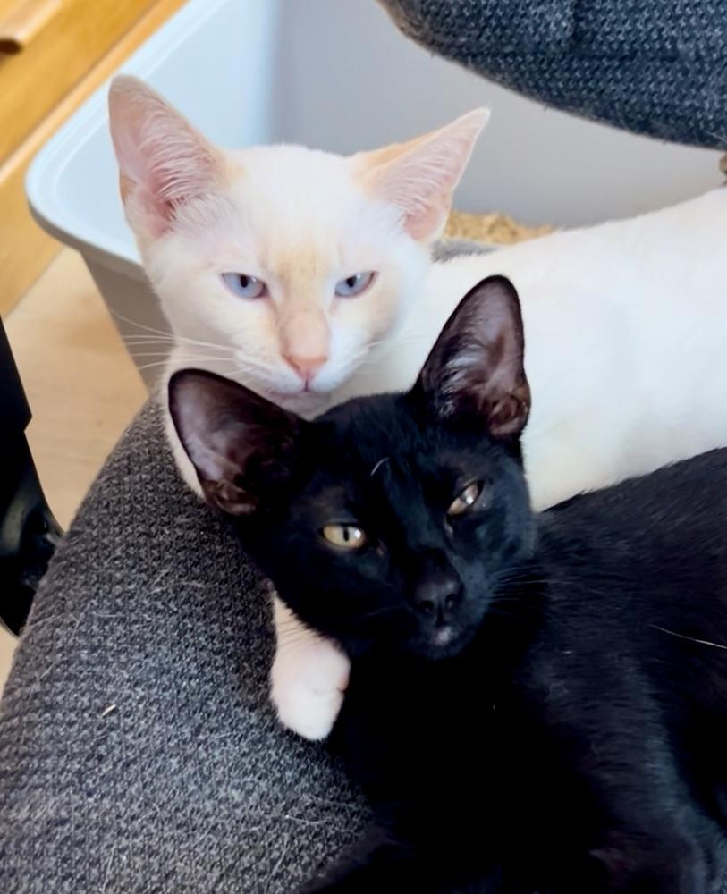 Ravi, Adoptable, Kitten Male Siamese & Domestic Short Hair.