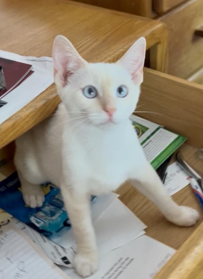 Ravi, a Adoptable mixed breed in Gardena, CA image 2/6