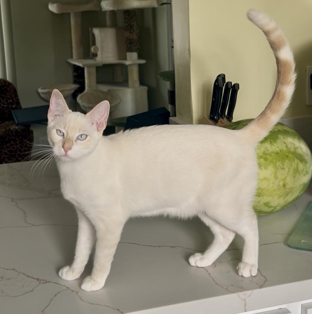 Ravi, a Adoptable mixed breed in Gardena, CA image 5/6