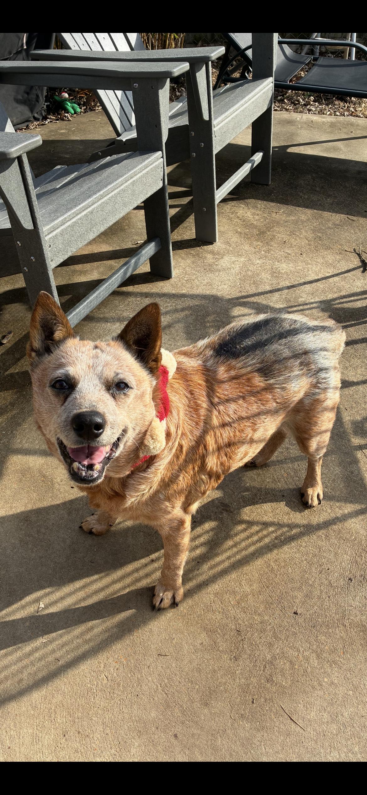 Enlarge Nina , a ADOPTABLE Cattle Dog in Saint Louis, MO image 3/4