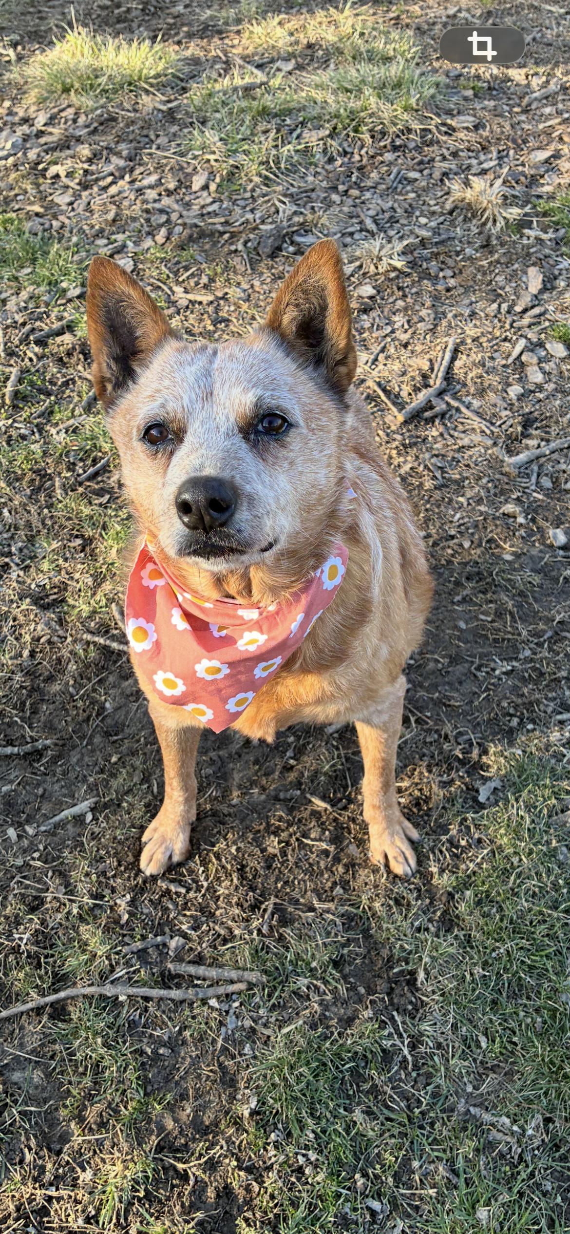 Enlarge Nina -urgent foster needed , a ADOPTABLE Cattle Dog in Saint Louis, MO image 2/4