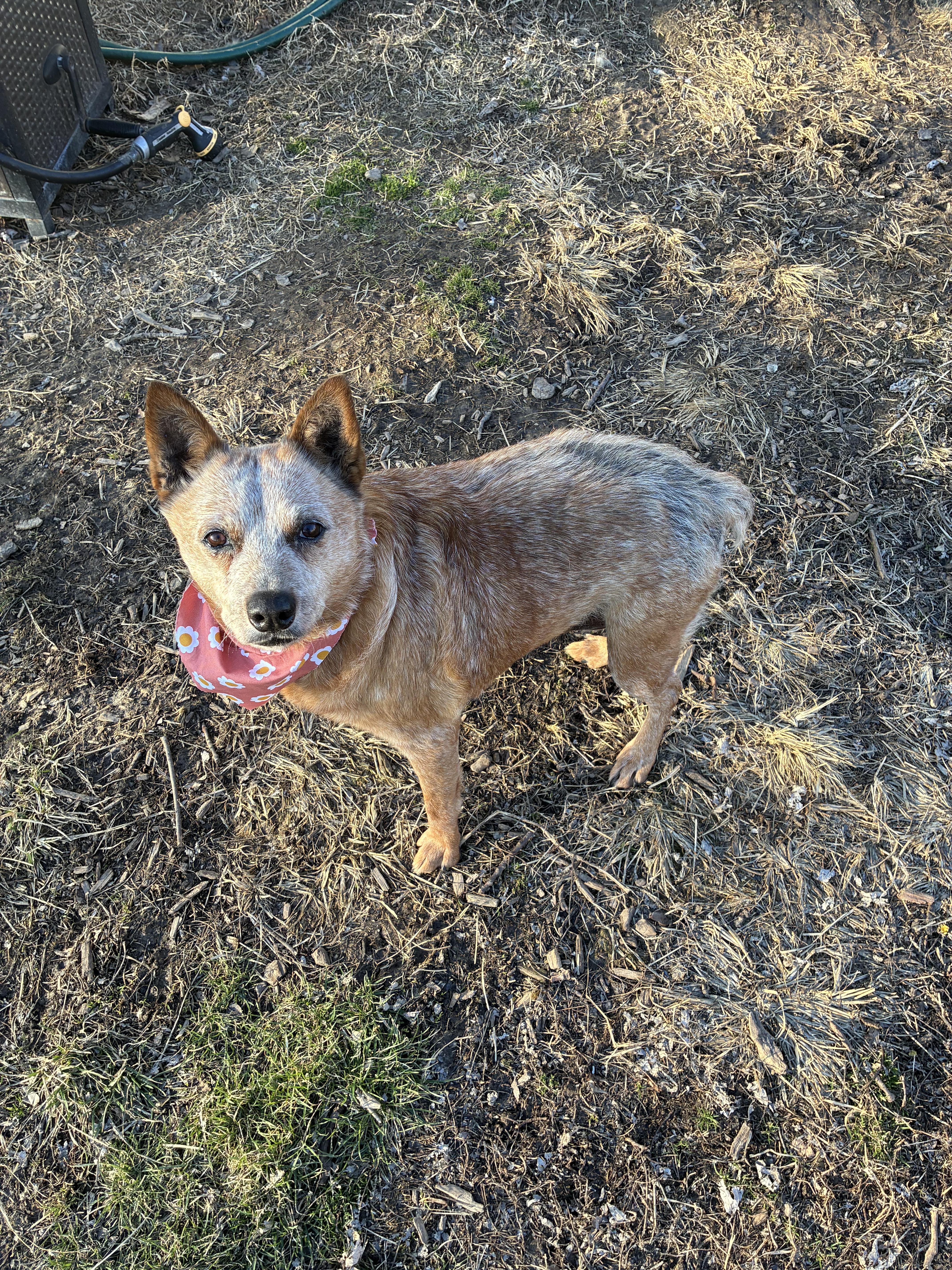 Enlarge Nina -urgent foster needed , a ADOPTABLE Cattle Dog in Saint Louis, MO image 4/4