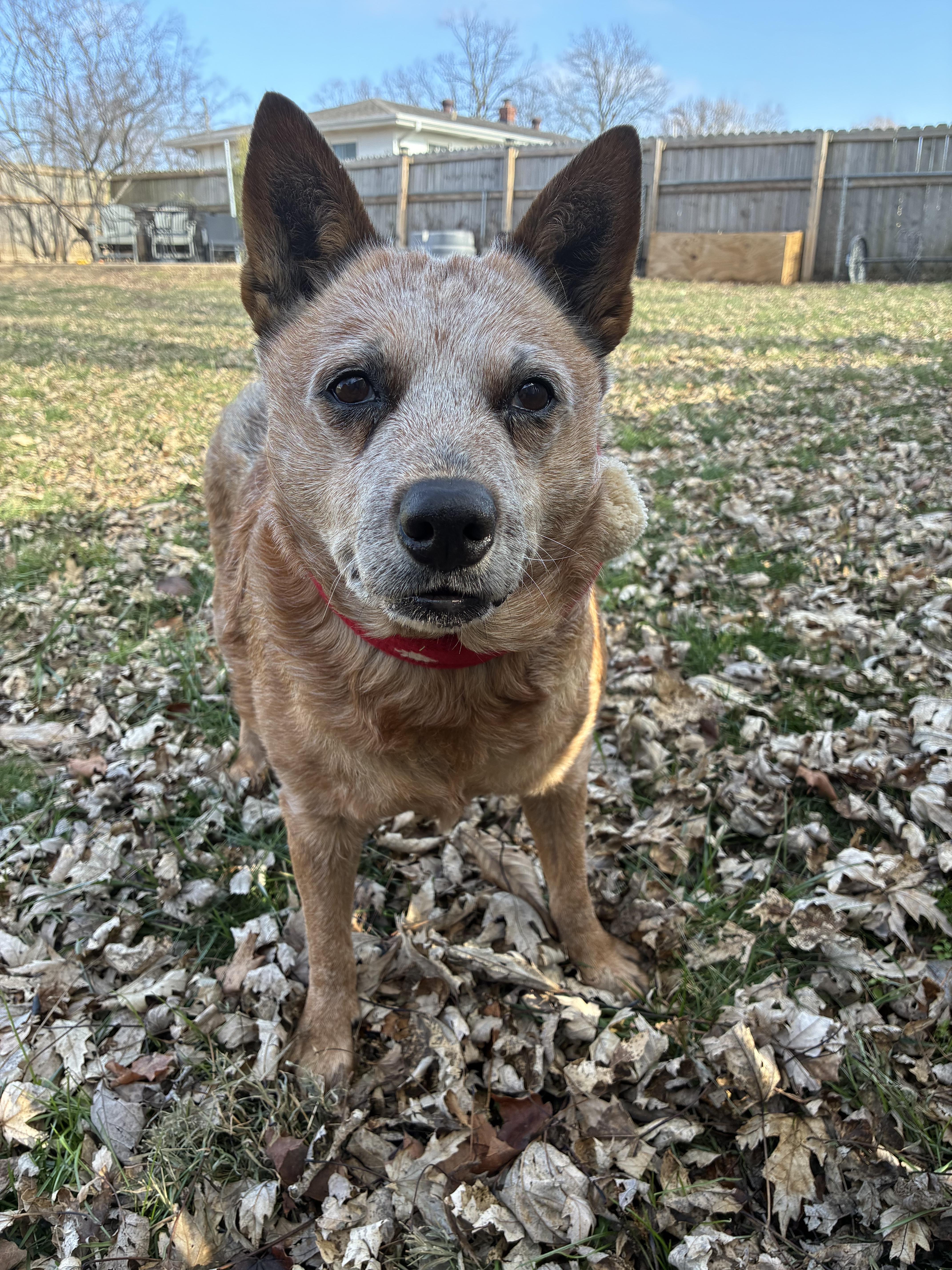Enlarge Nina , a ADOPTABLE Cattle Dog in Saint Louis, MO image 1/4