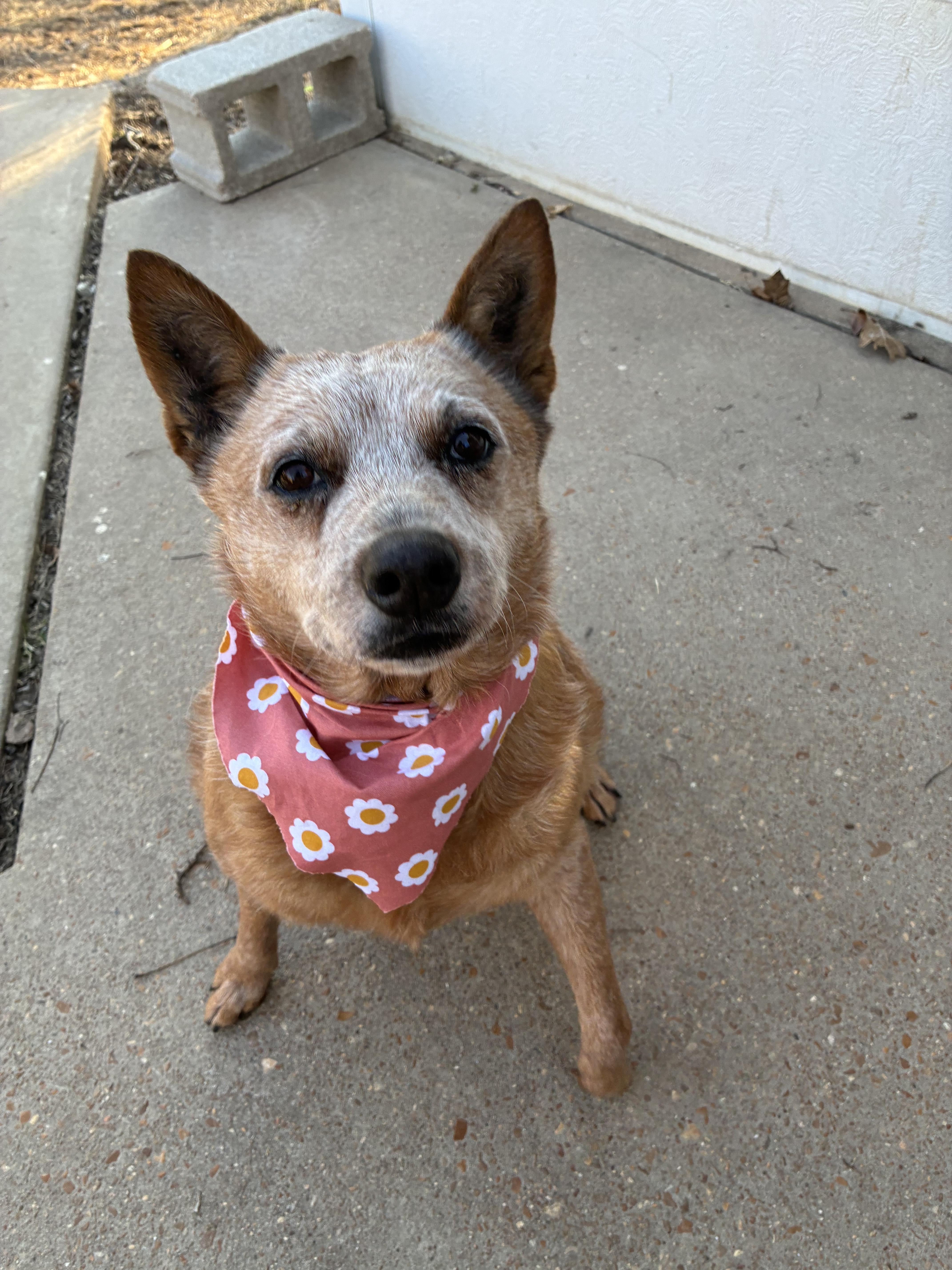 Nina -urgent foster needed , ADOPTABLE, Adult Female Cattle Dog.