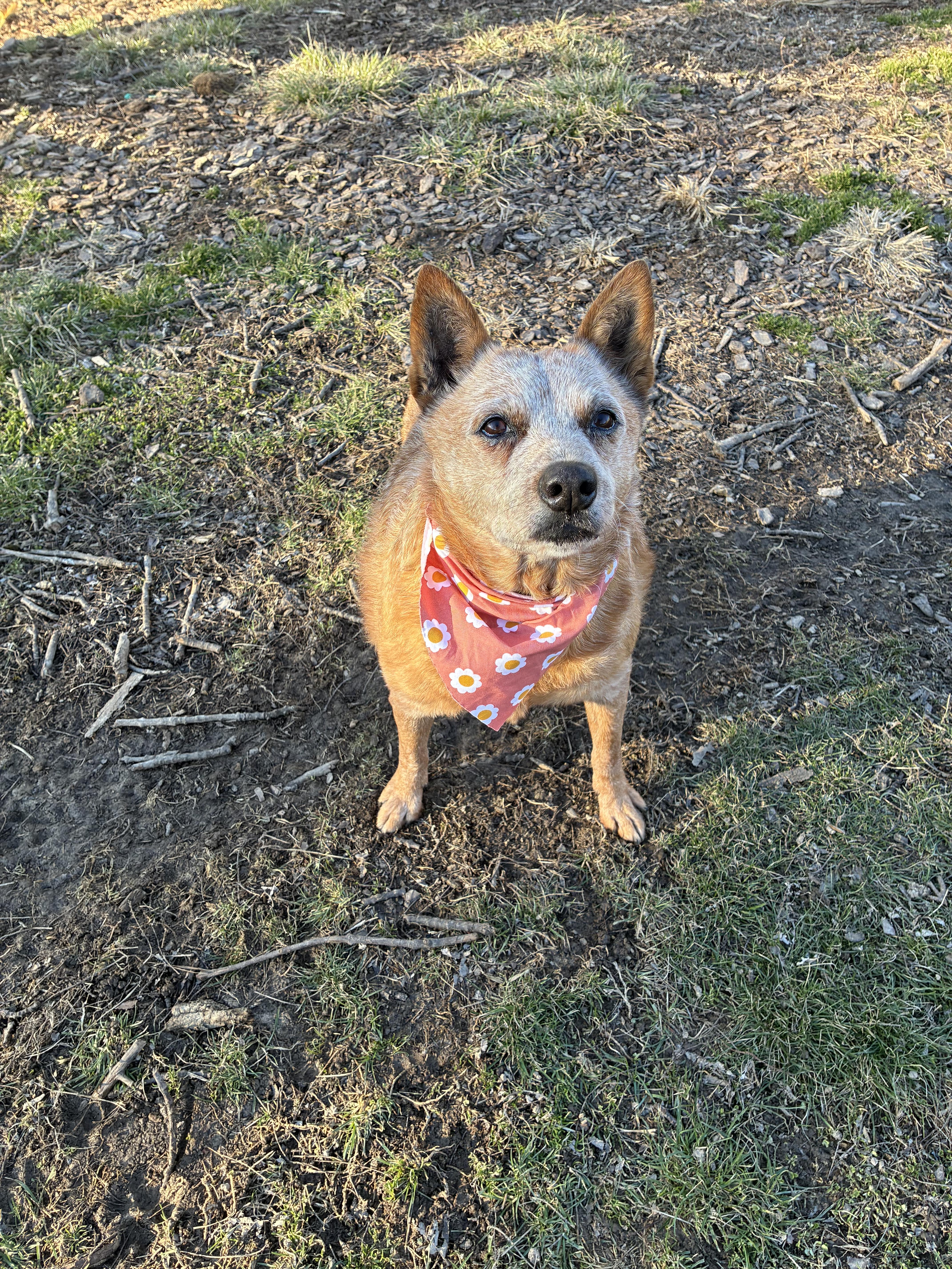 Enlarge Nina -urgent foster needed , a ADOPTABLE Cattle Dog in Saint Louis, MO image 3/4