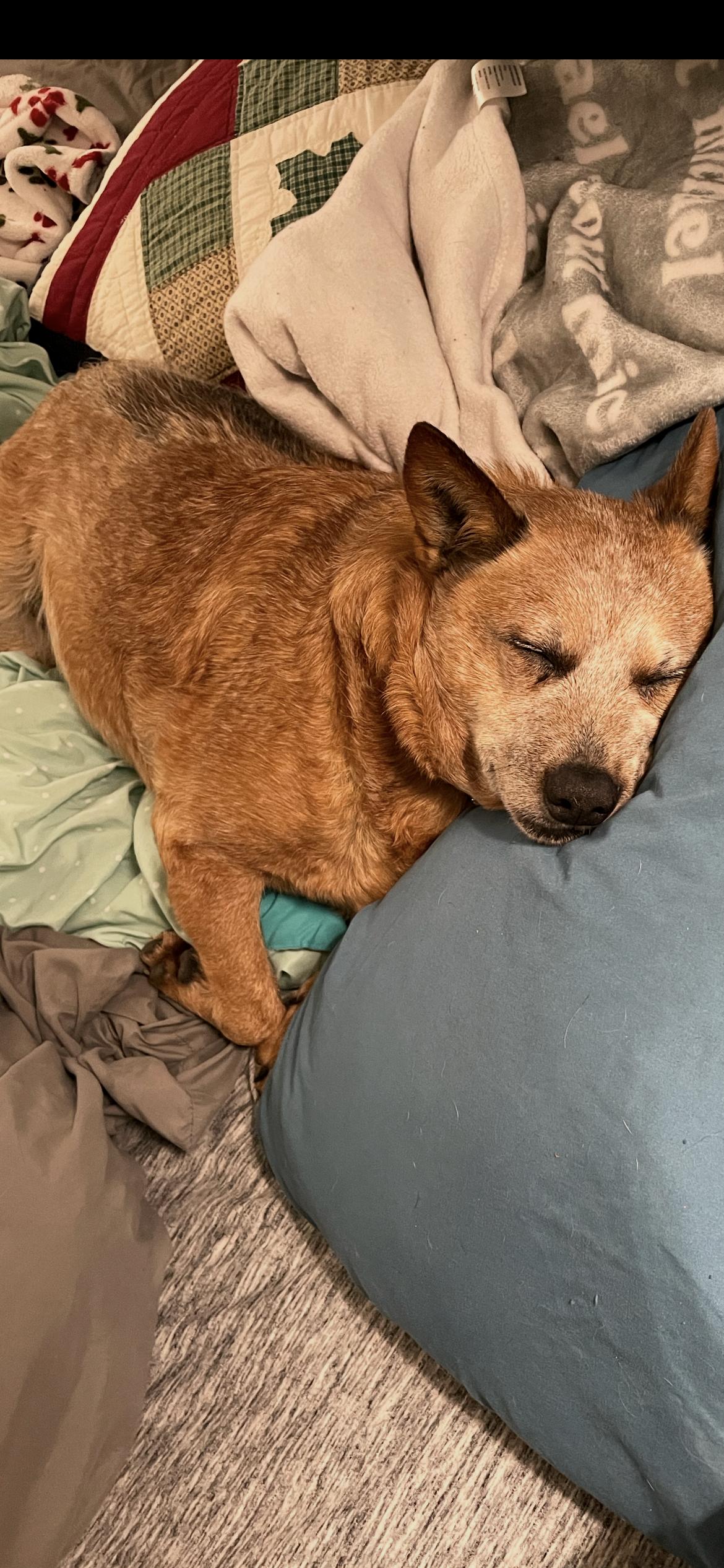 Enlarge Nina , a ADOPTABLE Cattle Dog in Saint Louis, MO image 4/4