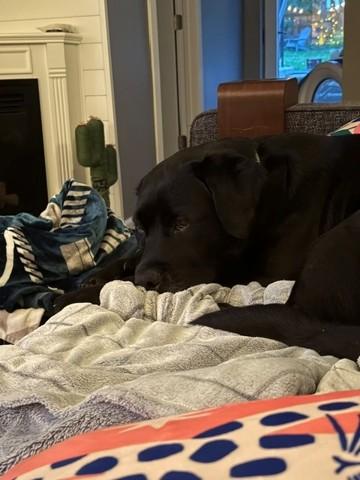 Enlarge States 3810, a Adoptable Labrador Retriever in Warrington, PA image 4/4