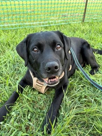 States 3810, Adoptable, Senior Male Labrador Retriever.