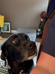 Enlarge States 3810, a Adoptable Labrador Retriever in Warrington, PA image 2/4