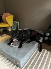 Enlarge States 3810, a Adoptable Labrador Retriever in Warrington, PA image 3/4
