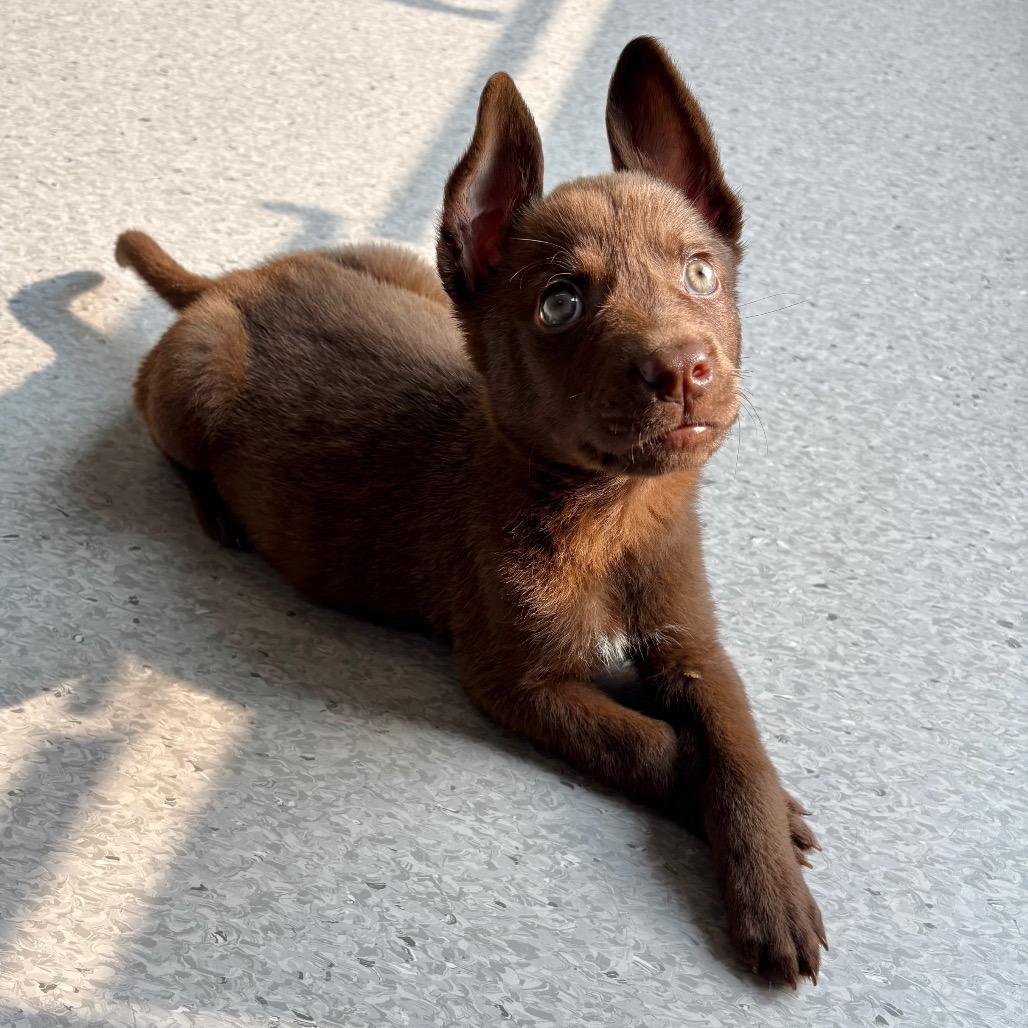 Bruno, a Adoptable Pit Bull Terrier in Saskatoon, SK image 2/4