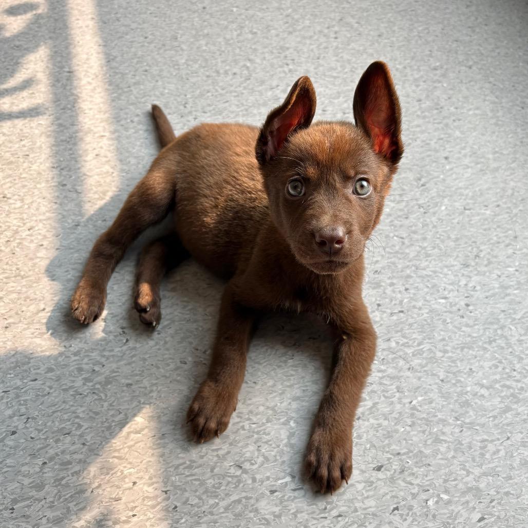 Bruno, a Adoptable Pit Bull Terrier in Saskatoon, SK image 3/4
