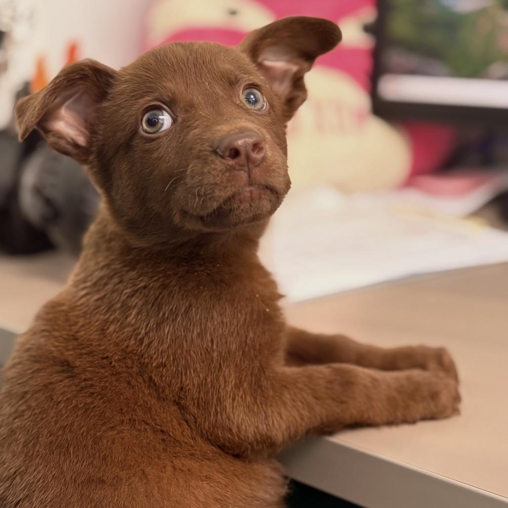 Bruno, a Adoptable Pit Bull Terrier in Saskatoon, SK image 4/4