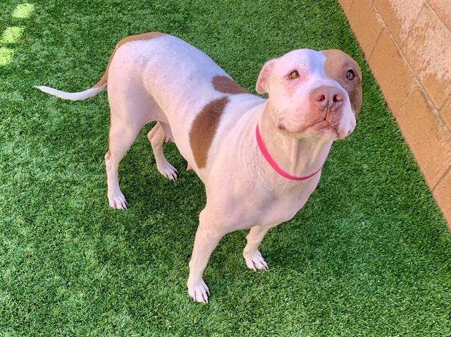 Enlarge POINSETTIA, a Adoptable mixed breed in Moreno Valley, CA image 1/1