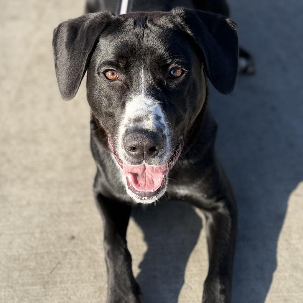 Enlarge Tobey, a Adoptable mixed breed in Champaign, IL image 1/6