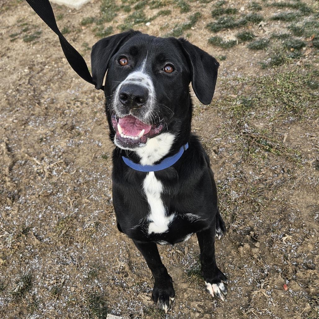 Enlarge Tobey, a Adoptable mixed breed in Champaign, IL image 2/6