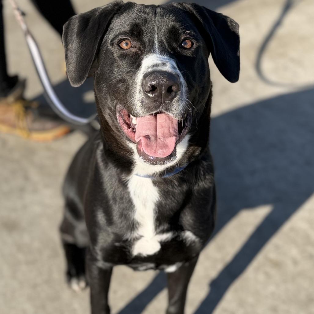 Enlarge Tobey, a Adoptable mixed breed in Champaign, IL image 3/6