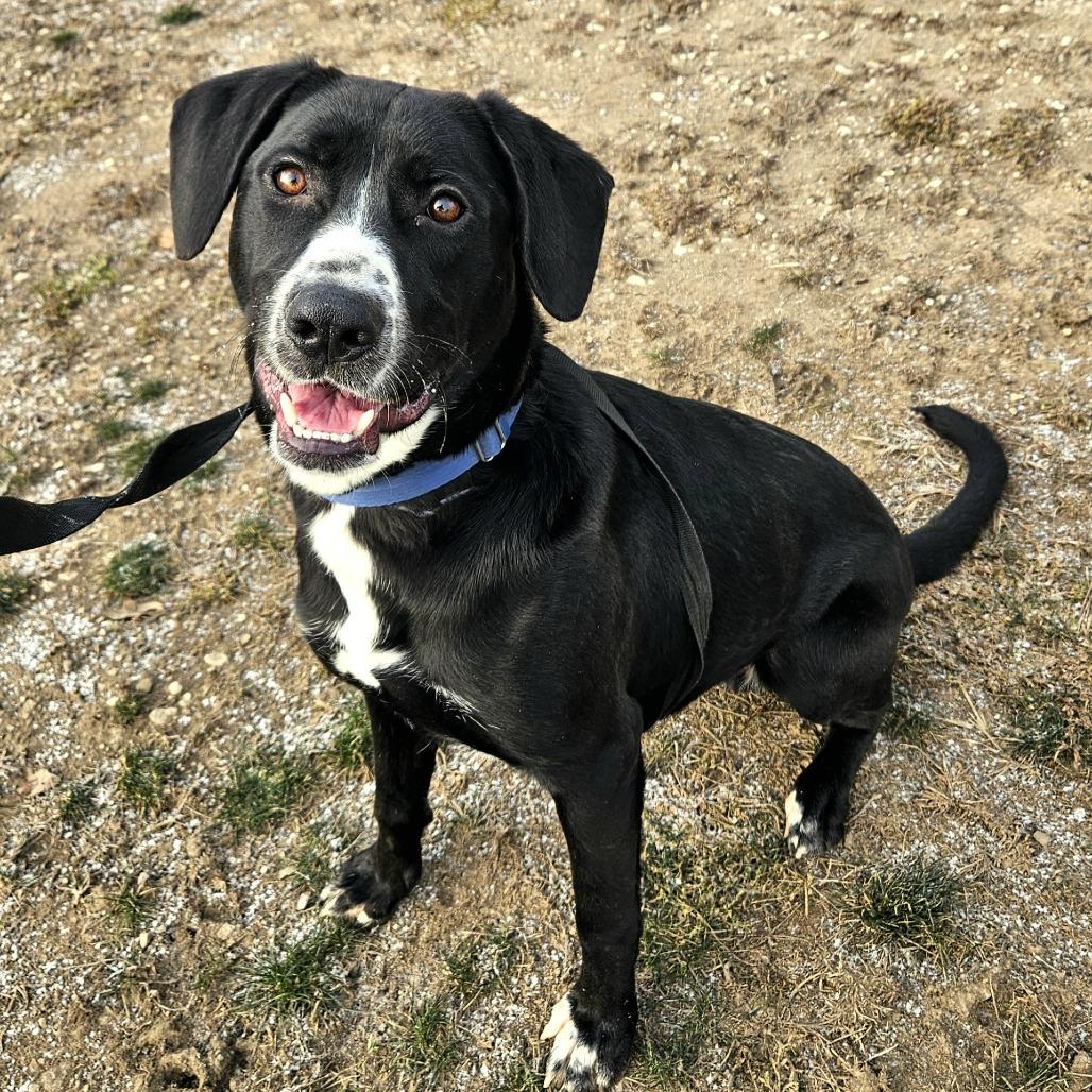 Enlarge Tobey, a Adoptable mixed breed in Champaign, IL image 6/6