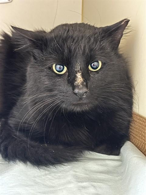 BEAVEY, Adoptable, Young Male Domestic Long Hair.