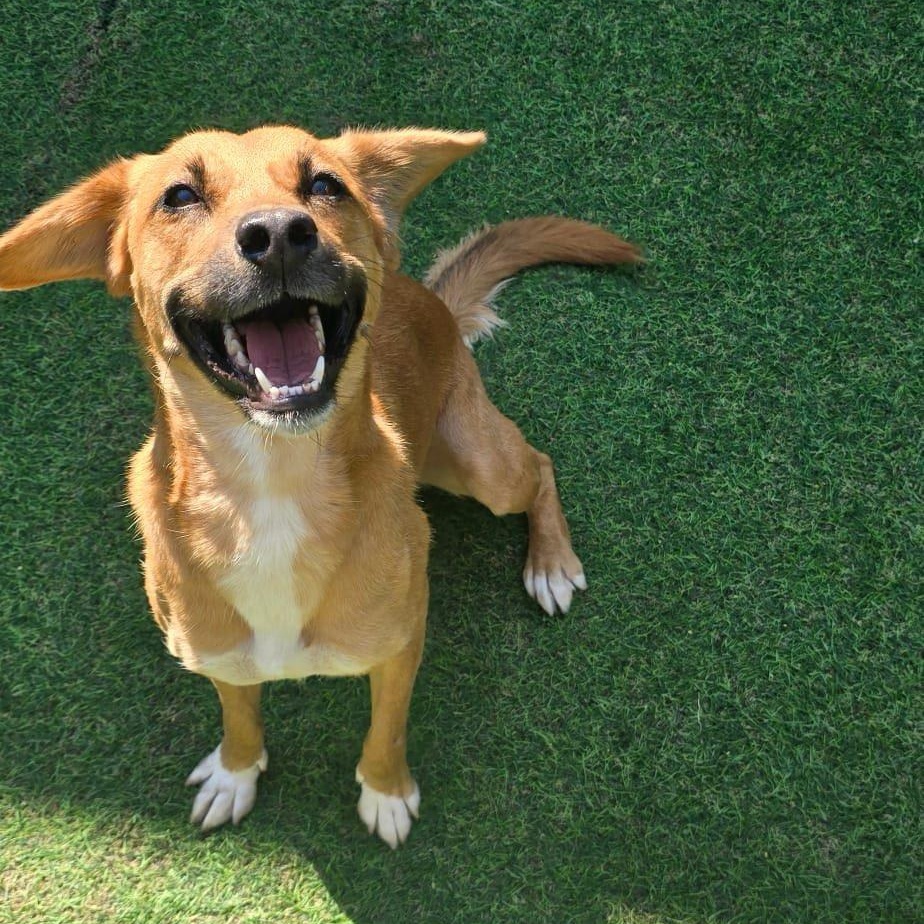 Piper, a Adopted mixed breed in Pelham, AL image 1/4