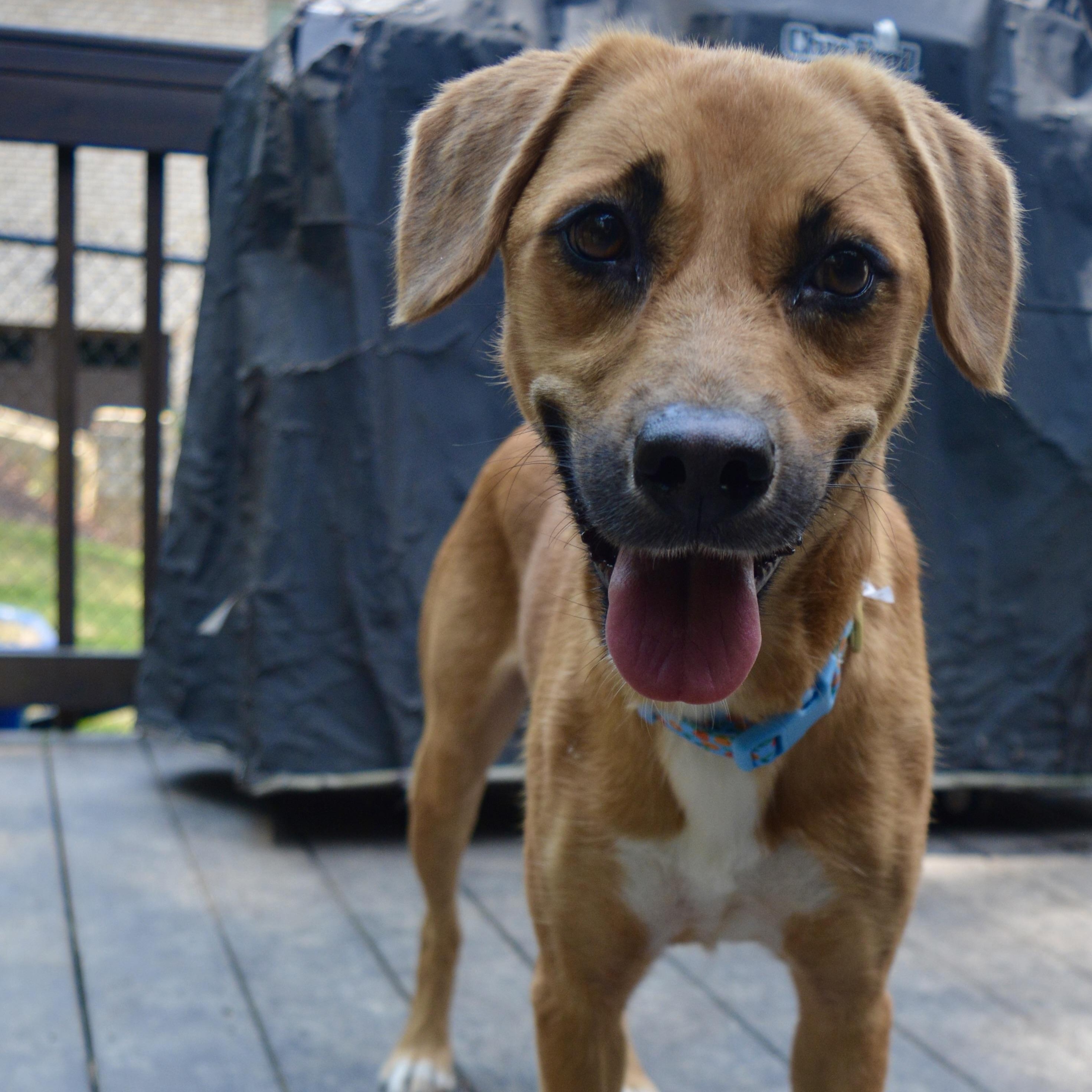 Piper, a Adopted mixed breed in Pelham, AL image 2/4