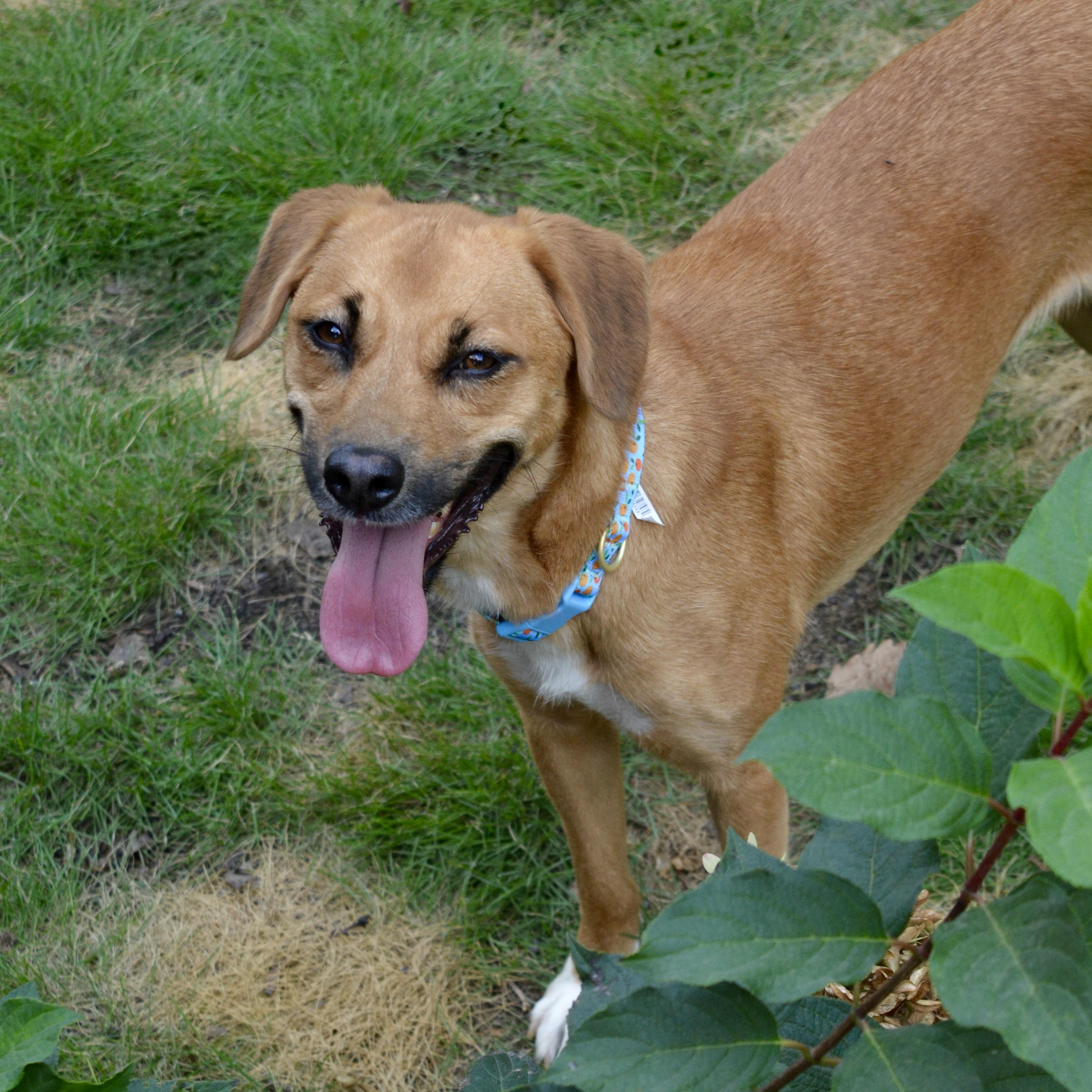 Piper, a Adopted mixed breed in Pelham, AL image 3/4