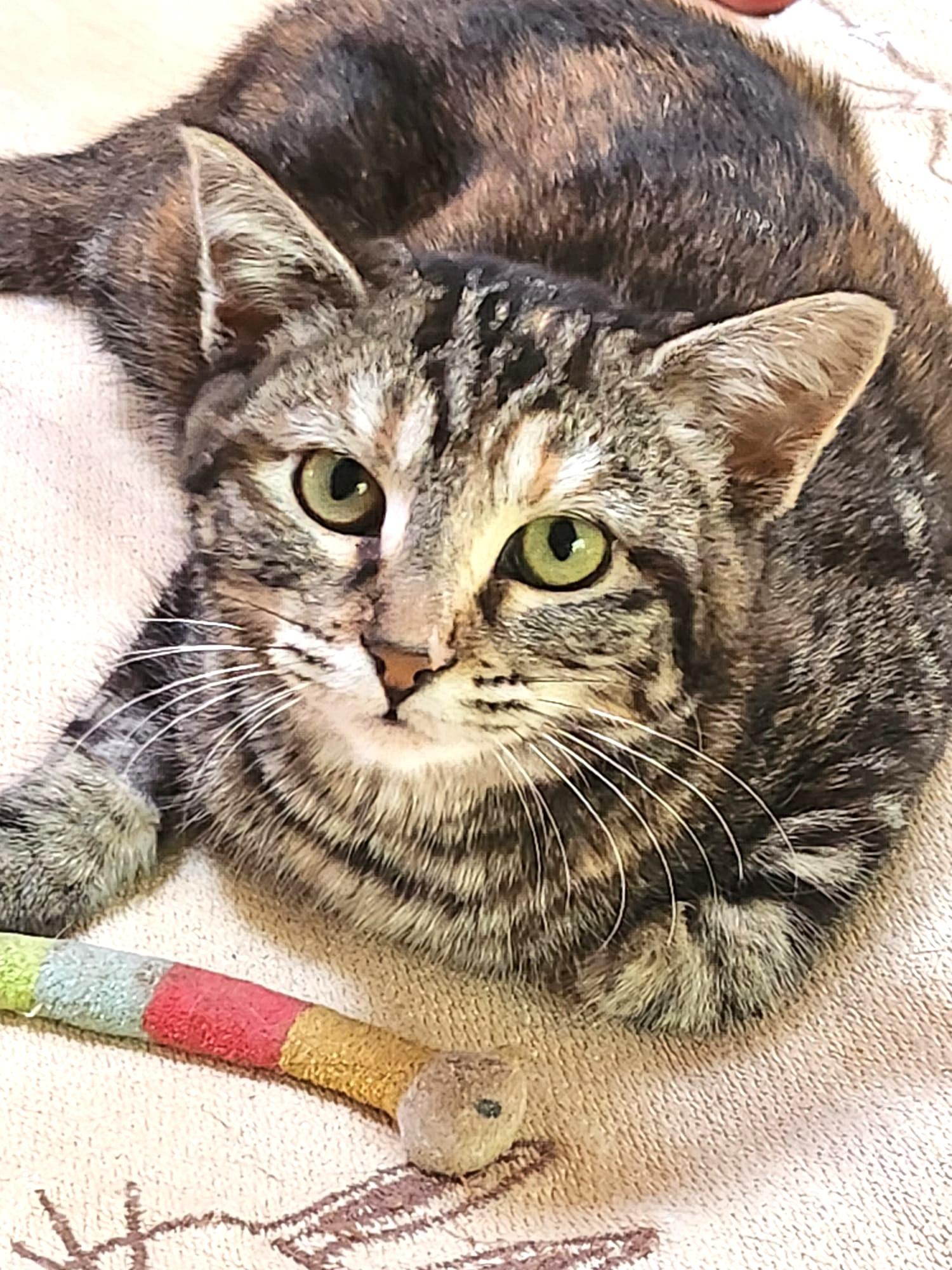 Enlarge Kay, an adopted Domestic Short Hair in Marin, CA image 4/6