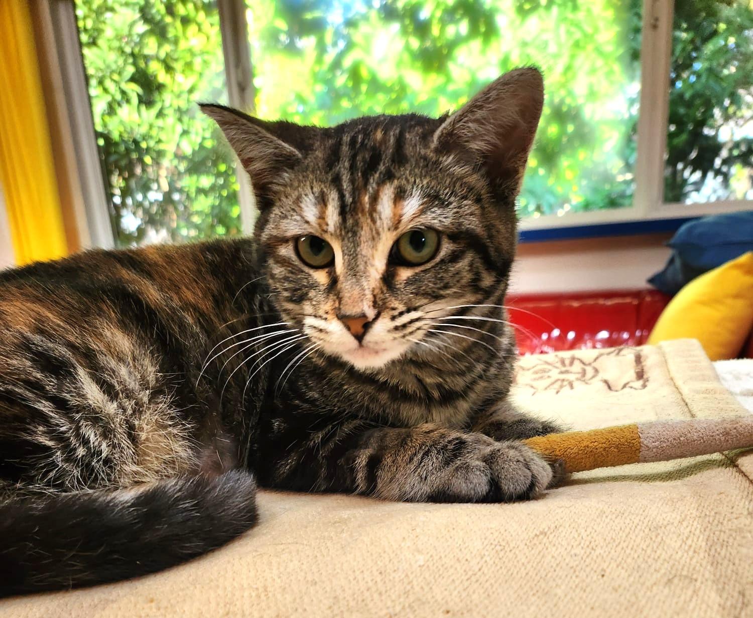 Enlarge Kay, an adopted Domestic Short Hair in Marin, CA image 5/6