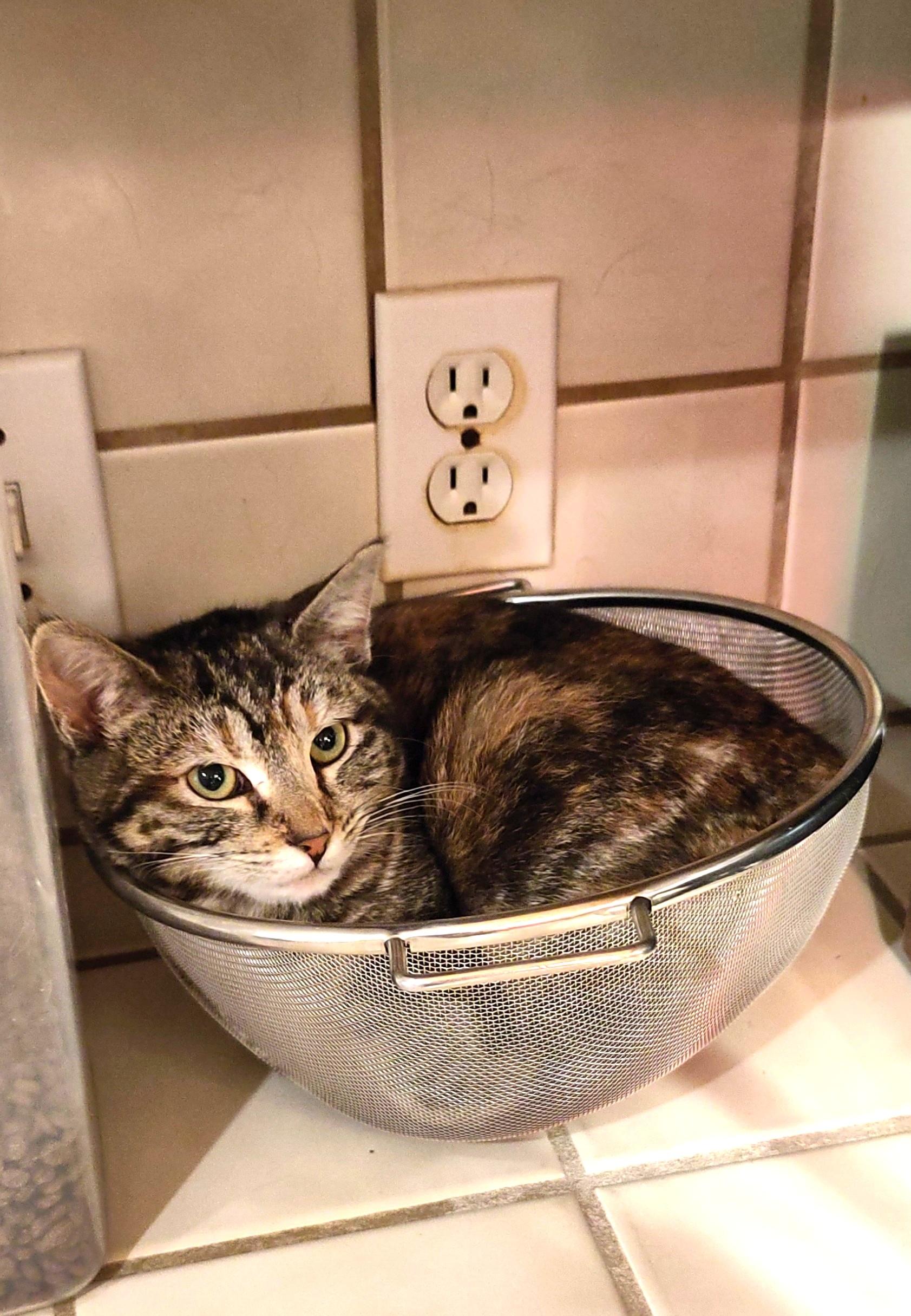 Enlarge Kay, an adopted Domestic Short Hair in Marin, CA image 2/6