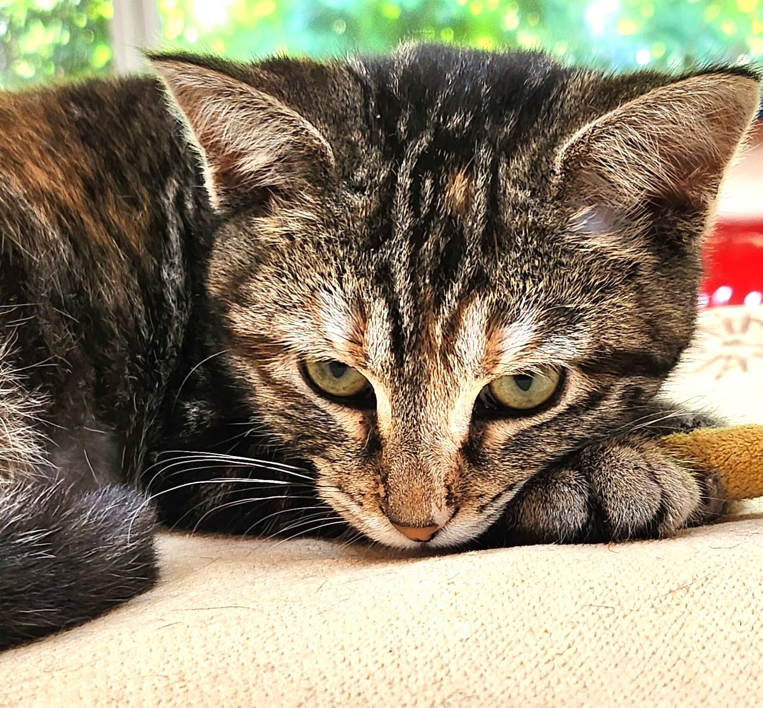 Kay, adopted, Kitten Female Domestic Short Hair.