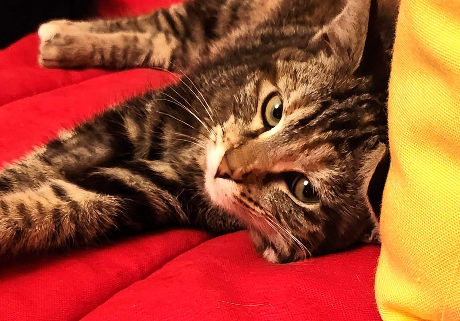 Enlarge Kay, an adopted Domestic Short Hair in Marin, CA image 3/6