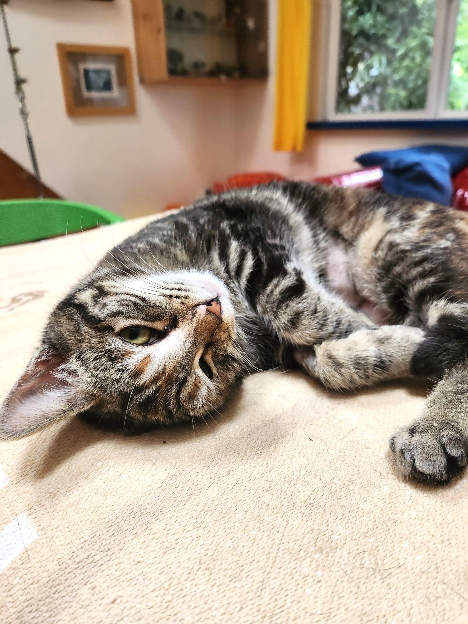 Enlarge Kay, an adopted Domestic Short Hair in Marin, CA image 6/6