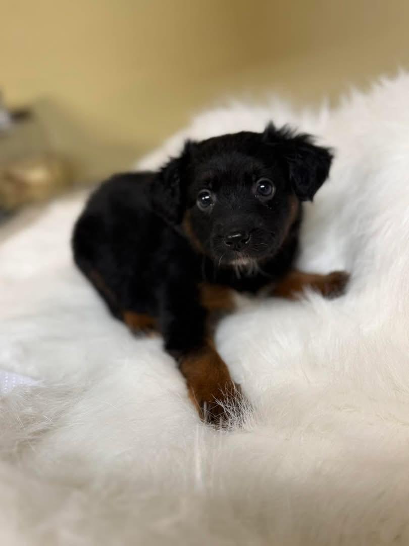Wilder, adopted, Puppy Male Aussiedoodle & Chiweenie.