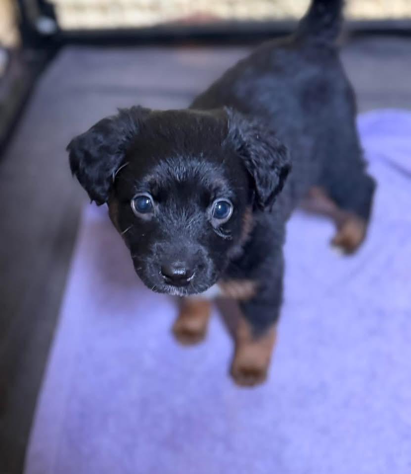 Enlarge Wilder, an adopted mixed breed in Lutz, FL image 2/2