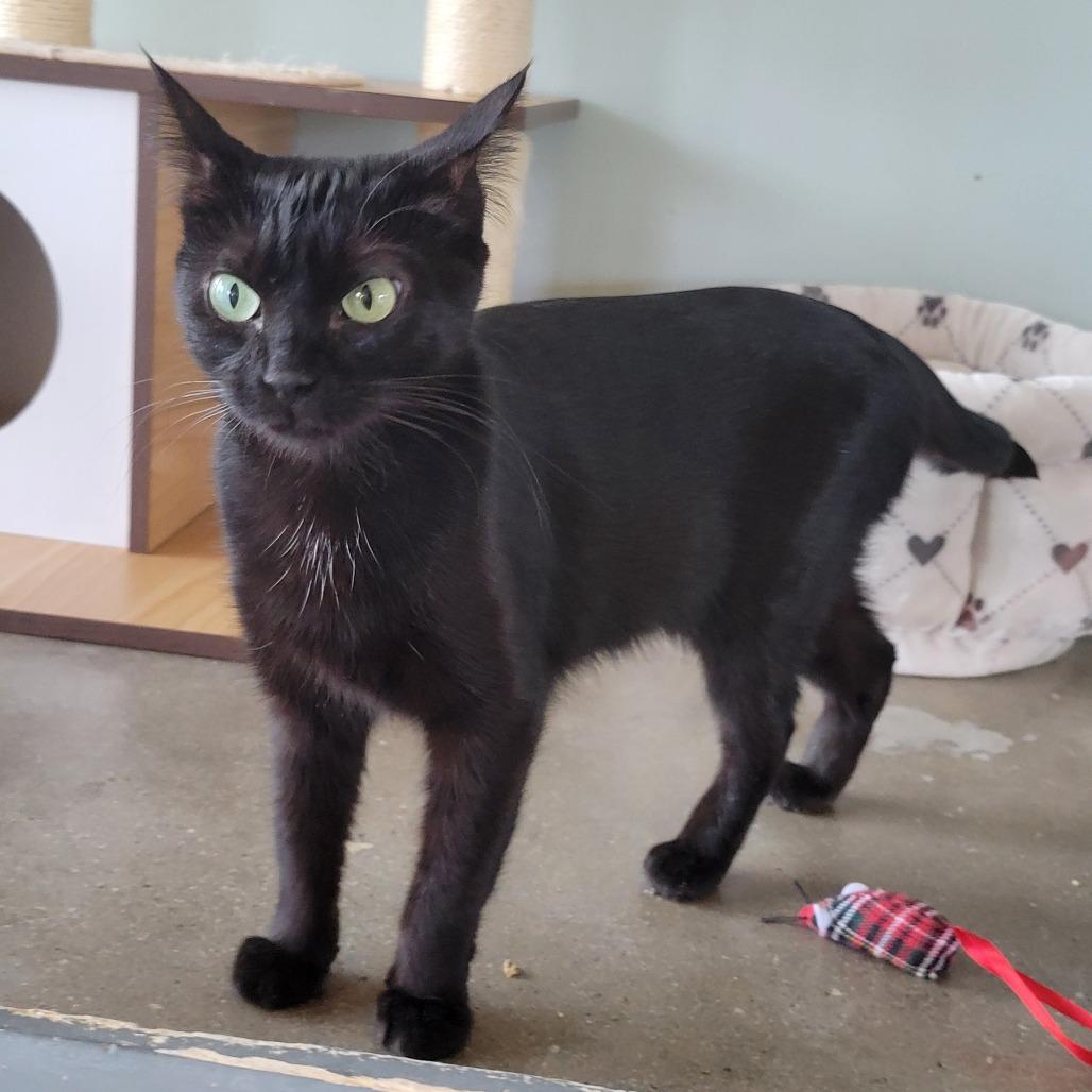 Mabel, Adoptable, Adult Female Domestic Short Hair.