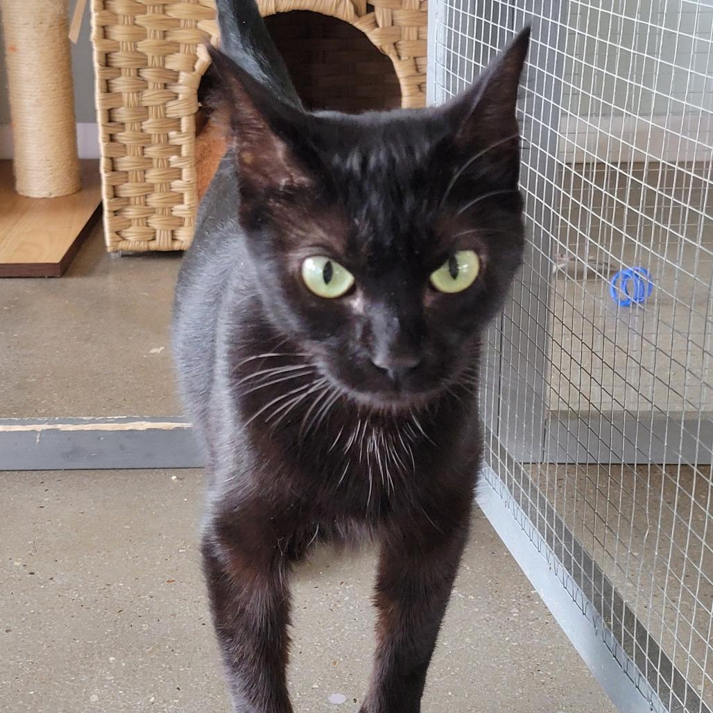 Mabel, a Adoptable mixed breed in Leander, TX image 2/3