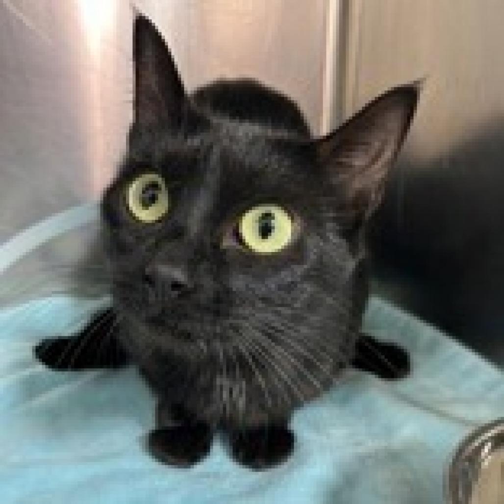 Mabel, a Adoptable mixed breed in Leander, TX image 3/3