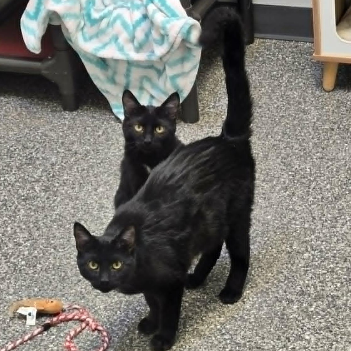 Enlarge Patrick *With Lleyton*, a Adoptable Domestic Short Hair in Watertown, WI image 4/4