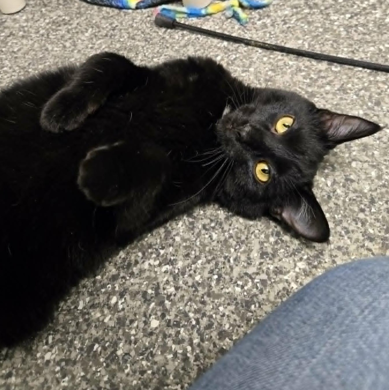 Enlarge Patrick *With Lleyton*, a Adoptable Domestic Short Hair in Watertown, WI image 1/4