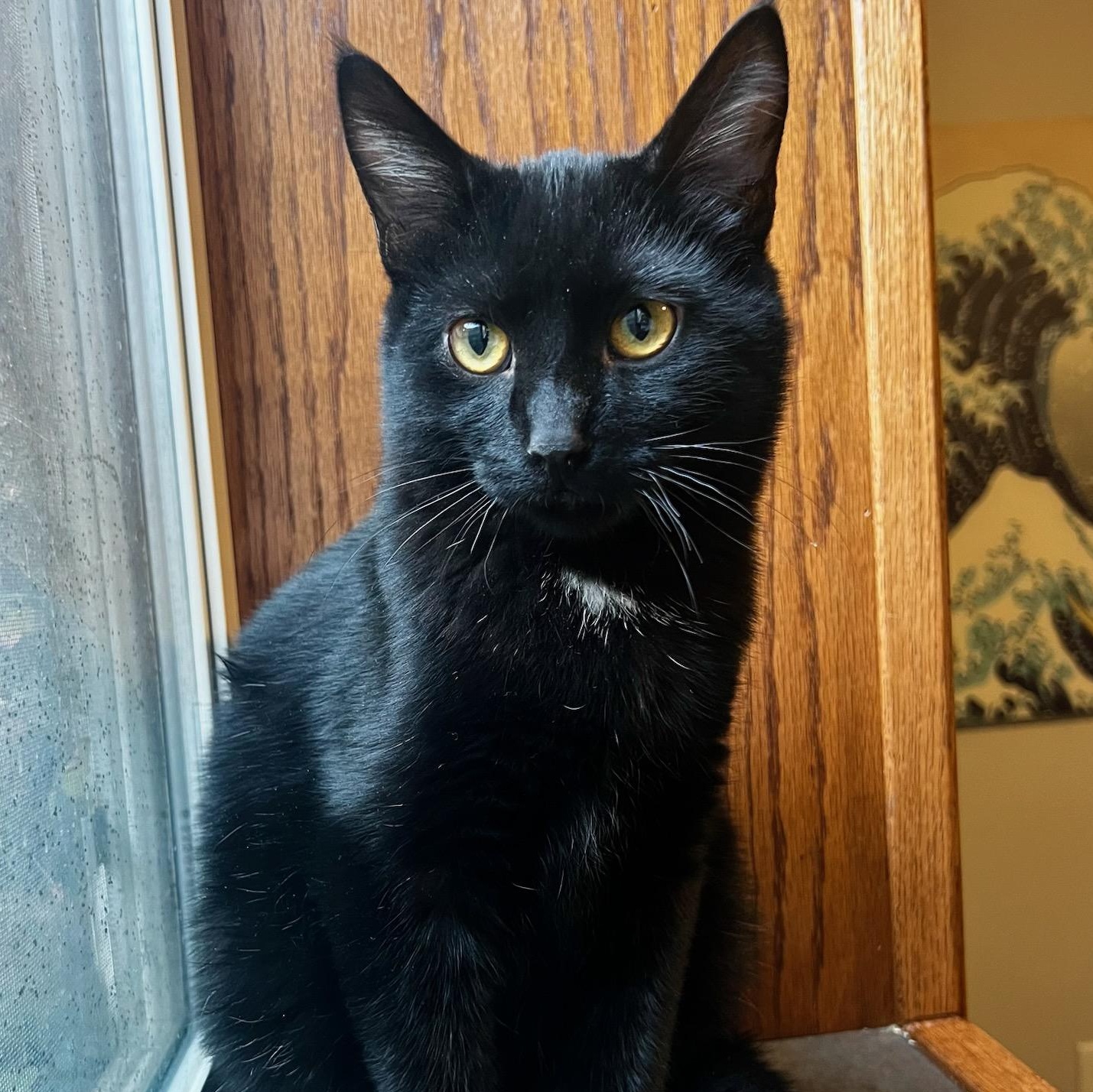 Patrick, Adoptable, Kitten Male Domestic Short Hair.