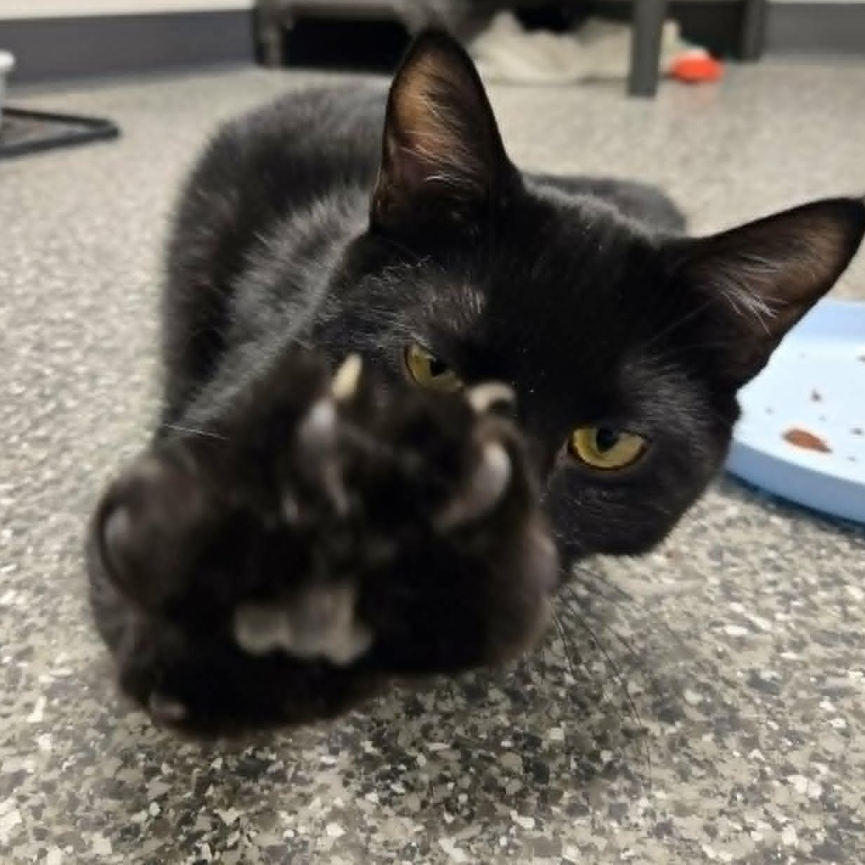 Enlarge Patrick *With Lleyton*, a Adoptable Domestic Short Hair in Watertown, WI image 3/4