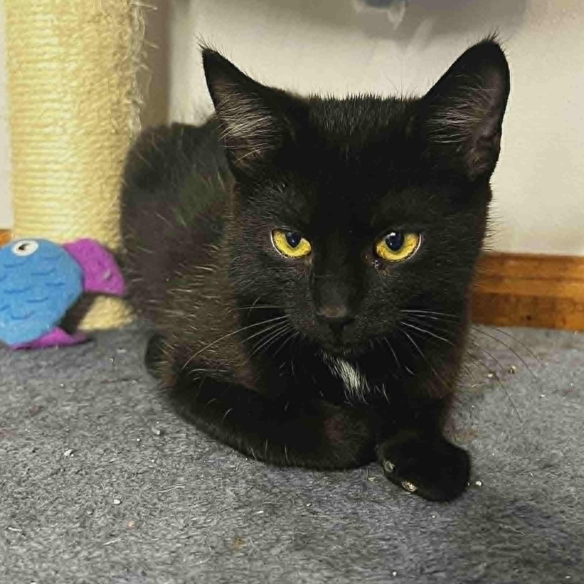 Patrick, a Adoptable Domestic Short Hair image 2/3