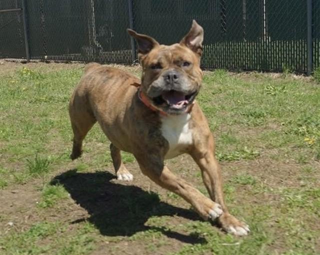 TINKERBELL, Adoptable, Adult Female American Bulldog & Boxer.