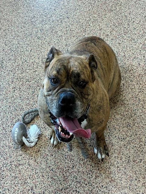 Enlarge TINKERBELL, a Adoptable mixed breed in Springfield, MA image 1/1