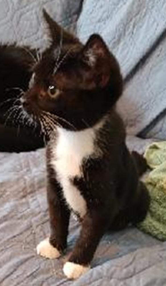 Jordy, Adopted, Kitten Male Domestic Short Hair.