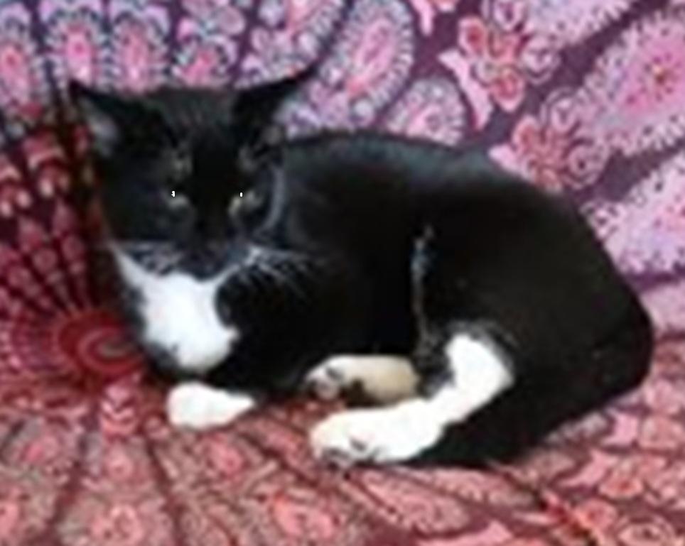 Jordy, a Adopted mixed breed in Safety Harbor, FL image 2/2