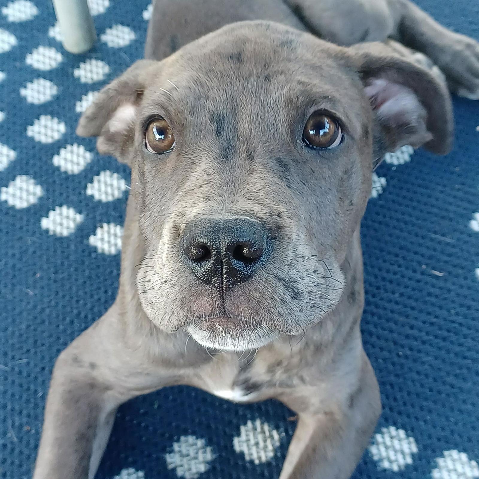 Enlarge Lucy, a Adoptable mixed breed in Iron Station, NC image 1/3