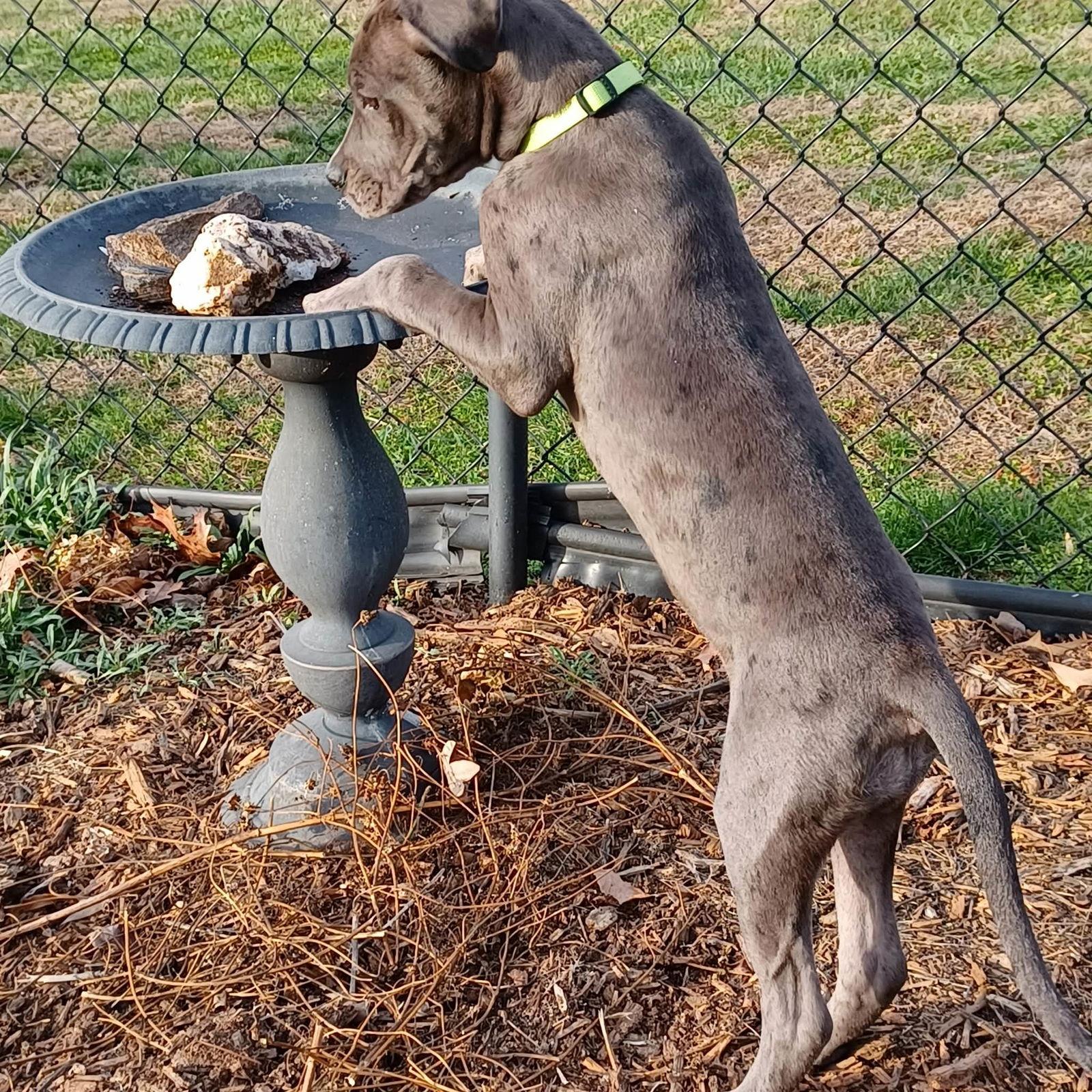 Enlarge Lucy, a Adoptable mixed breed in Iron Station, NC image 2/3