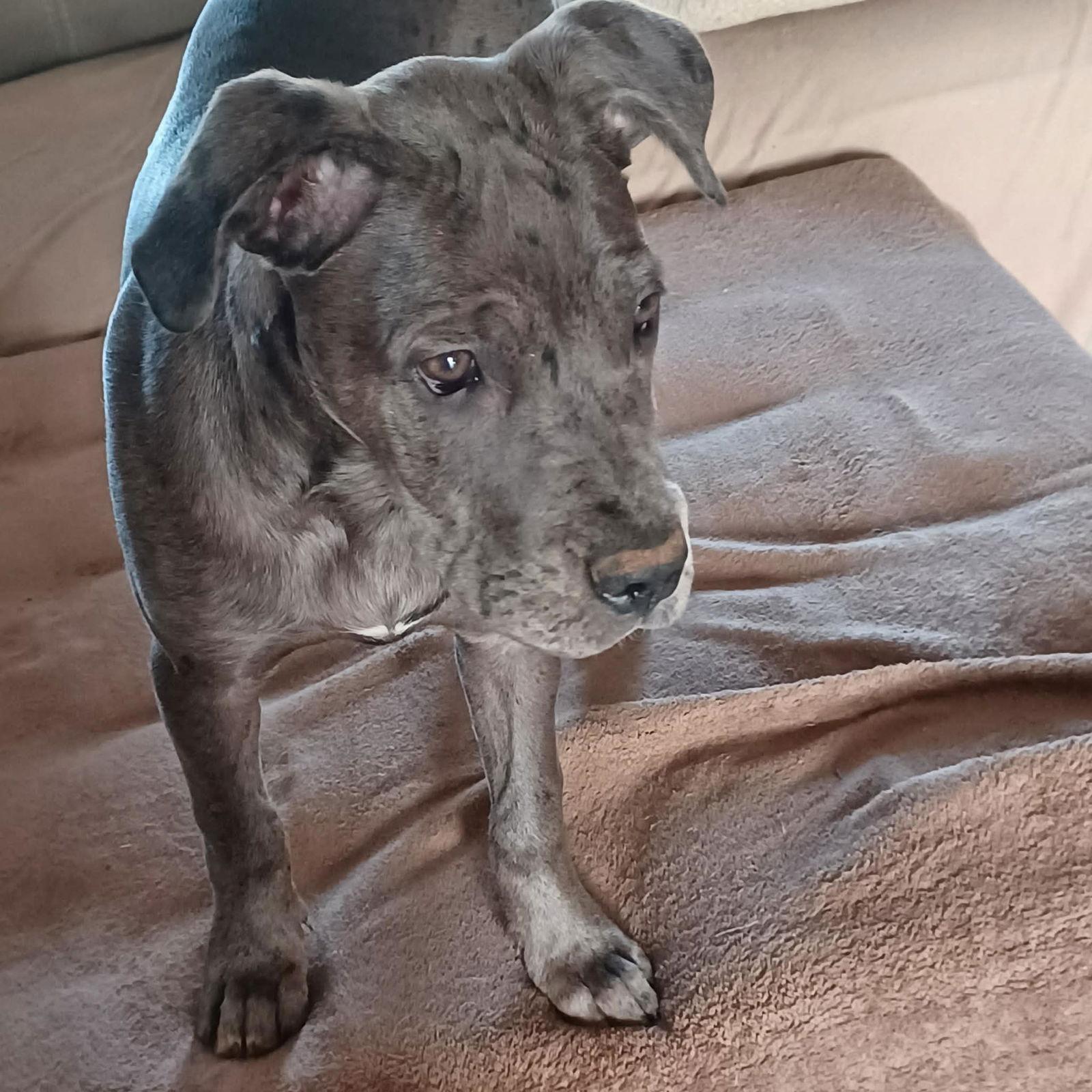 Enlarge Lucy, a Adoptable mixed breed in Iron Station, NC image 3/3