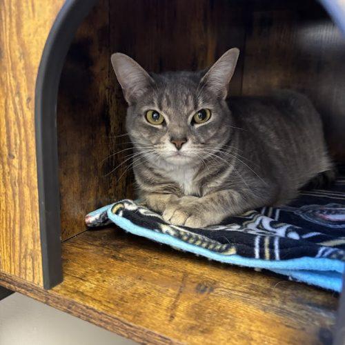 Hillary, a Adoptable Domestic Short Hair in Kenosha, WI image 2/5